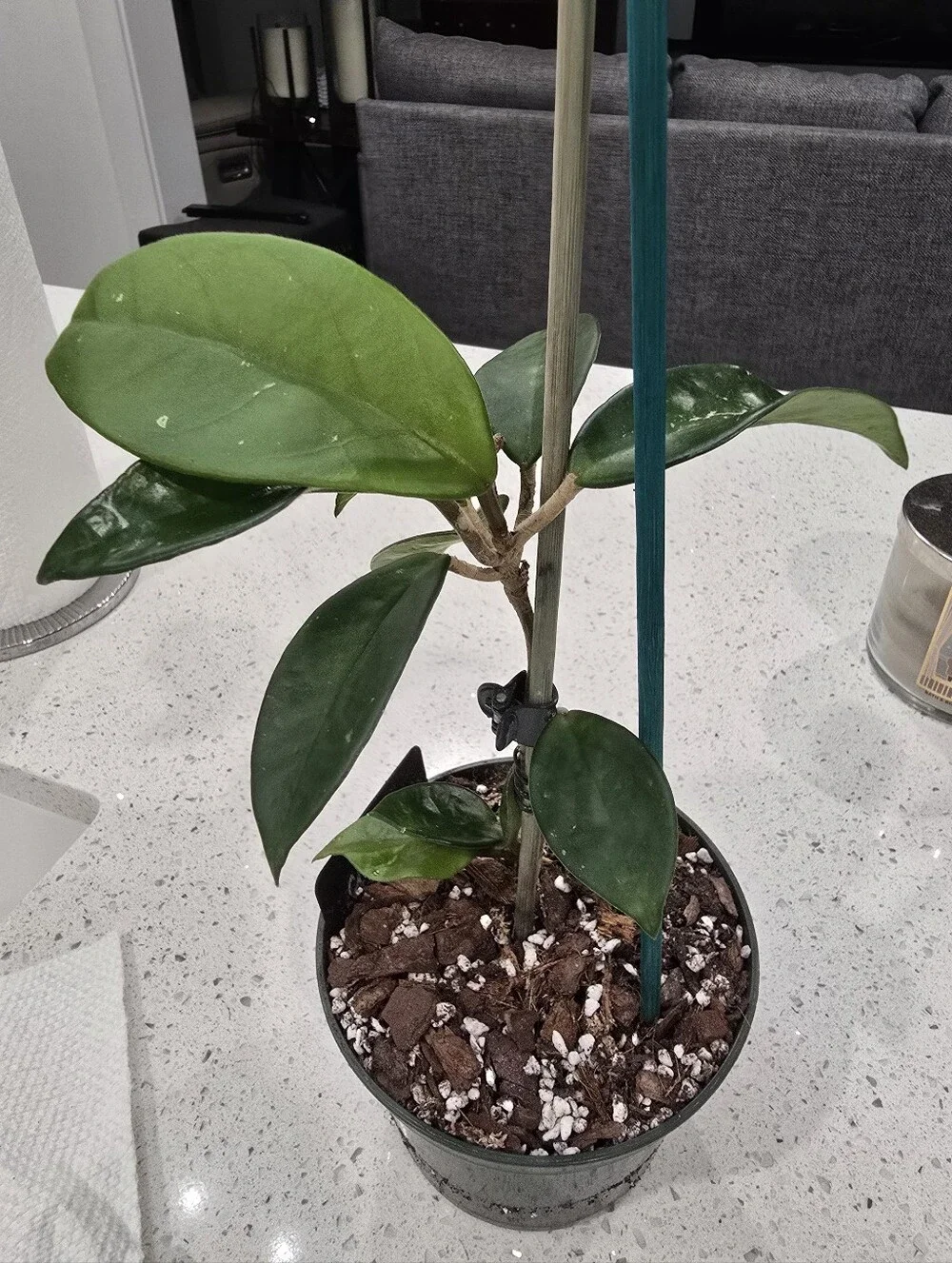Hoya Chelsea - 6